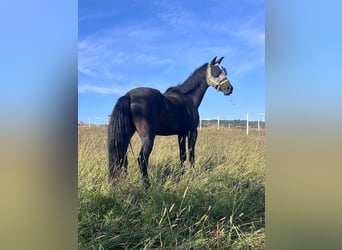Hannoveraner, Wallach, 4 Jahre, 175 cm, Schwarzbrauner