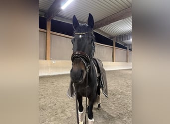 Hannoveraner, Wallach, 4 Jahre, 175 cm, Schwarzbrauner