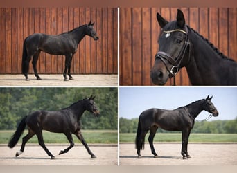Hannoveraner, Wallach, 4 Jahre, 175 cm, Schwarzbrauner