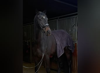 Hannoveraner, Wallach, 4 Jahre, 175 cm, Schwarzbrauner