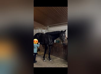 Hannoveraner, Wallach, 4 Jahre, 175 cm, Schwarzbrauner