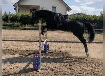 Hannoveraner, Wallach, 4 Jahre, 175 cm, Schwarzbrauner