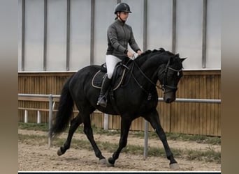 Hannoveraner, Wallach, 4 Jahre, 175 cm, Schwarzbrauner