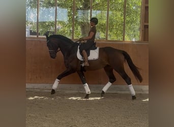 Hannoveraner, Wallach, 4 Jahre, 176 cm, Brauner