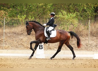 Hannoveraner, Wallach, 4 Jahre, 176 cm, Brauner