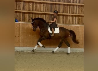 Hannoveraner, Wallach, 4 Jahre, 176 cm, Brauner