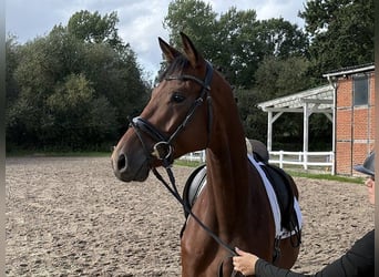 Hannoveraner, Wallach, 4 Jahre, 176 cm, Brauner
