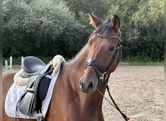 Hannoveraner, Wallach, 4 Jahre, 176 cm, Brauner