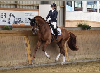 Hannoveraner, Wallach, 4 Jahre, 176 cm, Dunkelfuchs