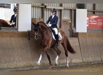 Hannoveraner, Wallach, 4 Jahre, 176 cm, Dunkelfuchs