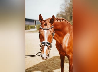 Hannoveraner, Wallach, 4 Jahre, 176 cm, Dunkelfuchs
