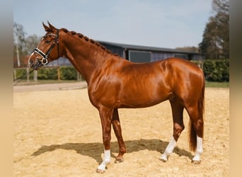 Hannoveraner, Wallach, 4 Jahre, 176 cm, Dunkelfuchs