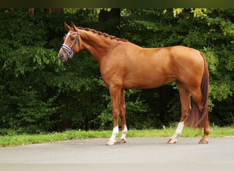 Hannoveraner, Wallach, 4 Jahre, 176 cm, Fuchs