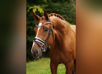 Hannoveraner, Wallach, 4 Jahre, 176 cm, Fuchs
