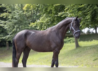 Hannoveraner, Wallach, 4 Jahre, 176 cm, Rappe