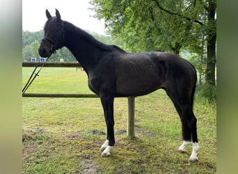 Hannoveraner, Wallach, 4 Jahre, 176 cm, Schwarzbrauner