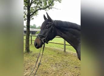Hannoveraner, Wallach, 4 Jahre, 176 cm, Schwarzbrauner