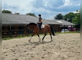 Hannoveraner, Wallach, 4 Jahre, 177 cm, Brauner