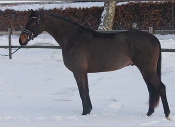 Hannoveraner, Wallach, 4 Jahre, 177 cm, Dunkelbrauner