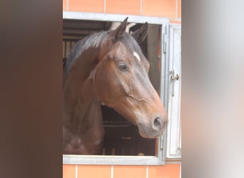 Hannoveraner, Wallach, 4 Jahre, 177 cm, Dunkelbrauner