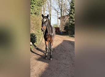 Hannoveraner, Wallach, 4 Jahre, 177 cm, Dunkelbrauner