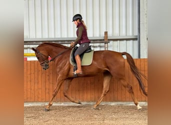 Hannoveraner, Wallach, 4 Jahre, 177 cm, Fuchs