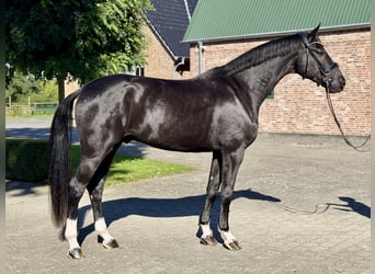 Hannoveraner, Wallach, 4 Jahre, 177 cm, Rappe