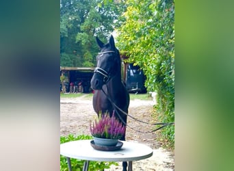 Hannoveraner, Wallach, 4 Jahre, 177 cm, Rappe