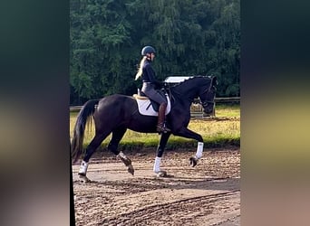 Hannoveraner, Wallach, 4 Jahre, 177 cm, Rappe