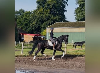Hannoveraner, Wallach, 4 Jahre, 177 cm, Rappe