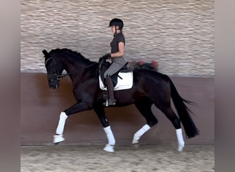 Hannoveraner, Wallach, 4 Jahre, 177 cm, Rappe