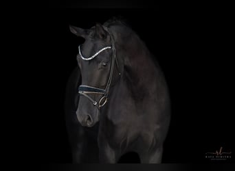 Hannoveraner, Wallach, 4 Jahre, 177 cm, Rappe