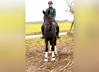 Hannoveraner, Wallach, 4 Jahre, 177 cm, Rappe