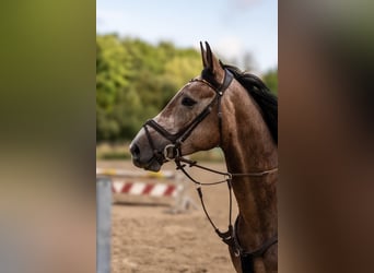 Hannoveraner, Wallach, 4 Jahre, 177 cm, Schimmel