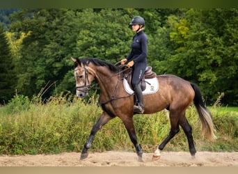 Hannoveraner, Wallach, 4 Jahre, 177 cm, Schimmel