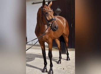 Hannoveraner, Wallach, 4 Jahre, 178 cm, Brauner