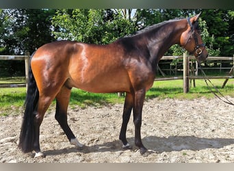 Hannoveraner, Wallach, 4 Jahre, 178 cm, Dunkelbrauner