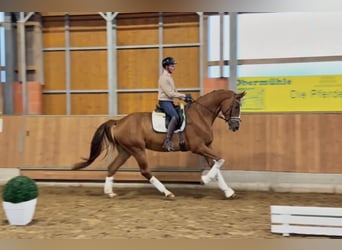 Hannoveraner, Wallach, 4 Jahre, 178 cm, Dunkelfuchs