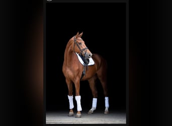 Hannoveraner, Wallach, 4 Jahre, 178 cm, Fuchs