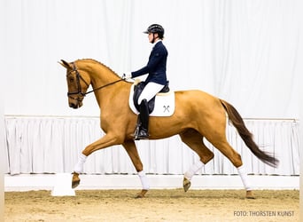 Hannoveraner, Wallach, 4 Jahre, 178 cm, Fuchs