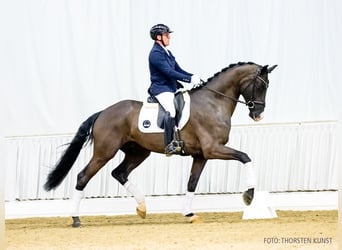 Hannoveraner, Wallach, 4 Jahre, 178 cm, Rappe