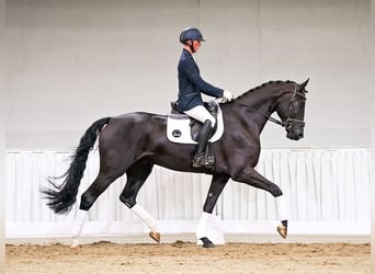 Hannoveraner, Wallach, 4 Jahre, 178 cm, Rappe