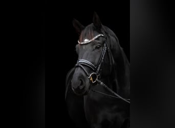 Hannoveraner, Wallach, 4 Jahre, 178 cm, Schwarzbrauner