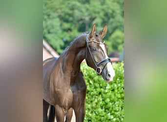 Hannoveraner, Wallach, 4 Jahre, 180 cm, Dunkelfuchs