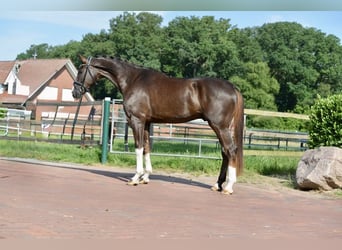 Hannoveraner, Wallach, 4 Jahre, 180 cm, Dunkelfuchs