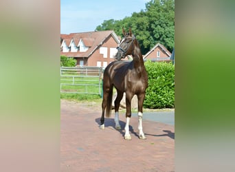 Hannoveraner, Wallach, 4 Jahre, 180 cm, Dunkelfuchs