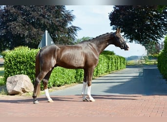 Hannoveraner, Wallach, 4 Jahre, 180 cm, Dunkelfuchs