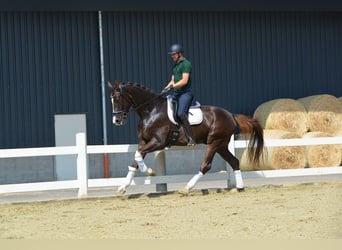 Hannoveraner, Wallach, 4 Jahre, 180 cm, Dunkelfuchs