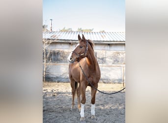 Hannoveraner, Wallach, 4 Jahre, 180 cm, Fuchs