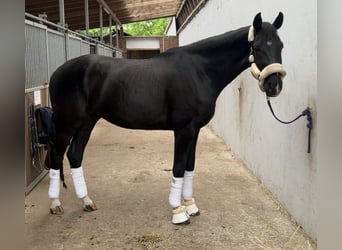Hannoveraner, Wallach, 4 Jahre, 180 cm, Rappe